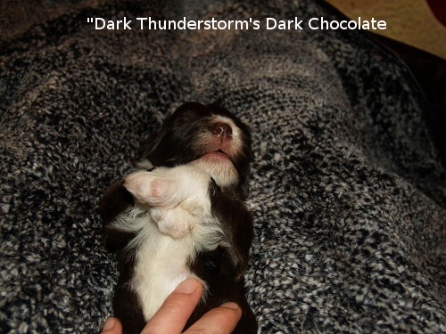 D-Wurf  Lulu 314_ag.jpg