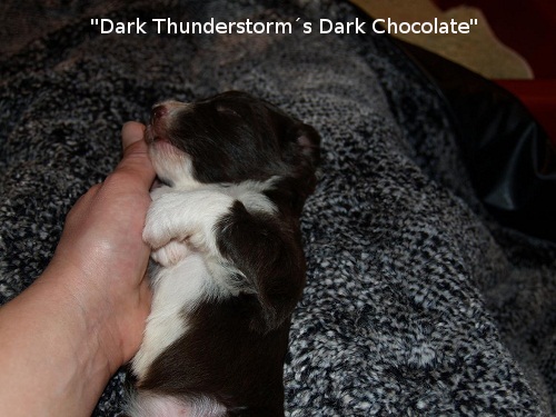 D-Wurf  Lulu 316_ag.jpg