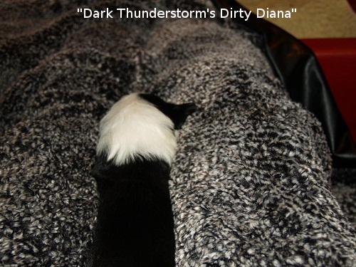 D-Wurf  Lulu 322_ag.jpg