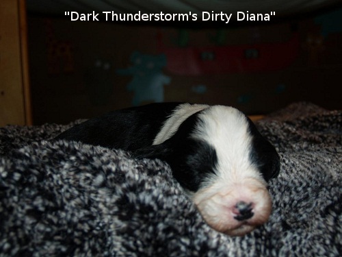 D-Wurf  Lulu 321_ag.jpg