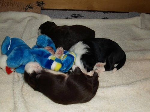 D-Wurf  Lulu 330_an.jpg