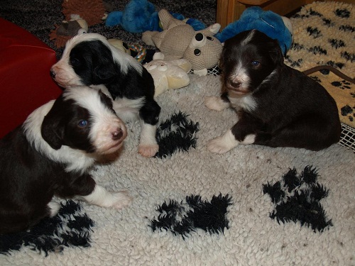 D-Wurf  Lulu 353_an.jpg