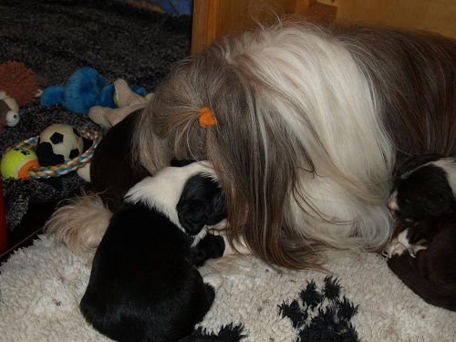 D-Wurf  Lulu 359_an.jpg