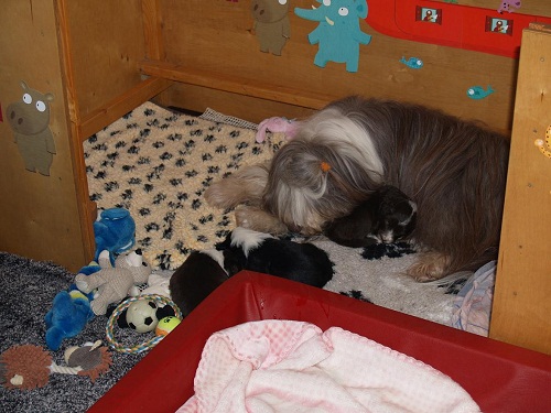 D-Wurf  Lulu 365_an.jpg