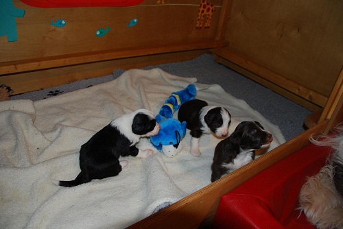 D-Wurf  Lulu 369_an.jpg