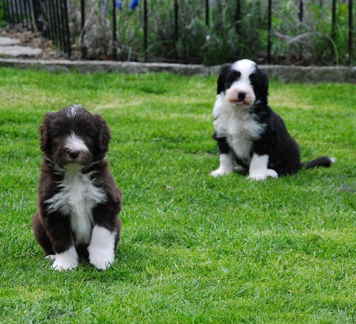 Lulu's Welpen 5 Wo 032_an.jpg