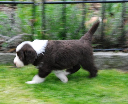 Lulu's Welpen 5 Wo 039_an.jpg