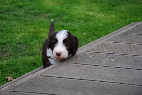 Lulu's Welpen 5 Wo 044_an.jpg