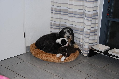 Lulu's Welpen 5 Wo 068_an.jpg