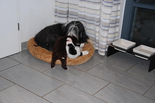 Lulu's Welpen 5 Wo 071_an.jpg