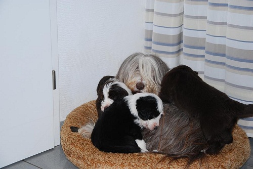 Lulu's Welpen 5 Wo 084_an.jpg