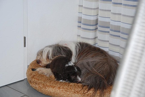 Lulu's Welpen 5 Wo 089_an.jpg