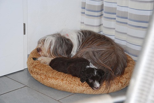 Lulu's Welpen 5 Wo 090_an.jpg