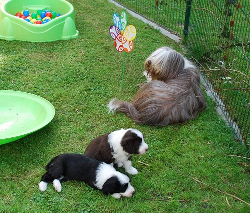 Lulu Welpen Dienstag 021_an.jpg
