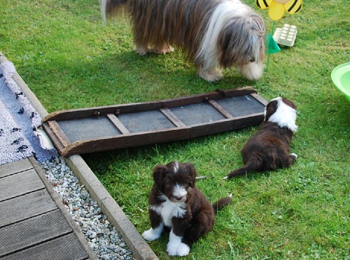 Lulu Welpen Dienstag 037_an.jpg