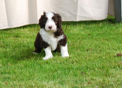 Lulu Welpen Samstag 010_an.jpg