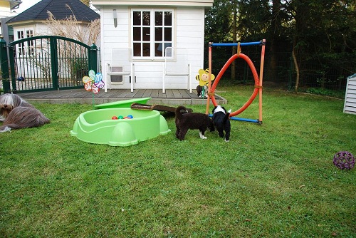 Lulu Welpen Samstag 011_an.jpg