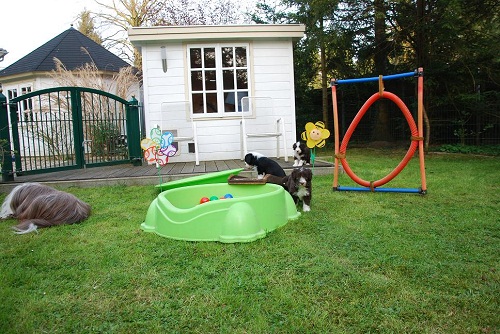 Lulu Welpen Samstag 012_an.jpg