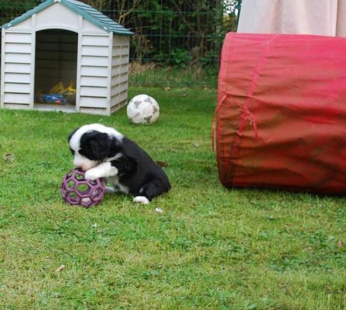 Lulu Welpen Samstag 020_an.jpg